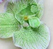 Pattern-13- orchid-white and green