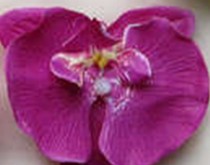 Pattern-14- orchid-purple